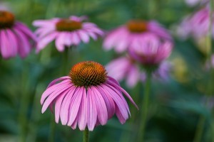 Echinacea. Rafforza il sistema immunitario