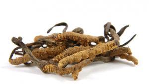 Cordyceps (a genus of ascomycete fungi) in isolated white background