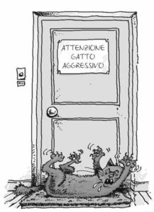 aggressione-gatto